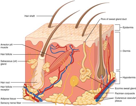 Parts Of The Human Skin And Their Functions