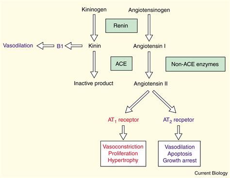 Just the Beginning: Novel Functions for Angiotensin-Converting Enzymes ...