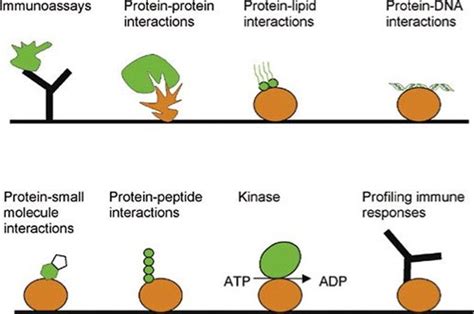 Protein Microarray: Introduction, Probes on Chip, sources of probes and ...