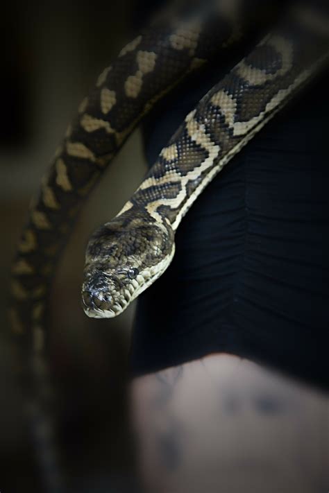 Snake,carpet snake,pet snake,pets,animal - free image from needpix.com