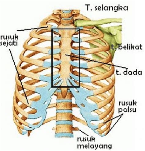 Fungsi Tulang Dada Dan Rusuk Serta Penjelasannya