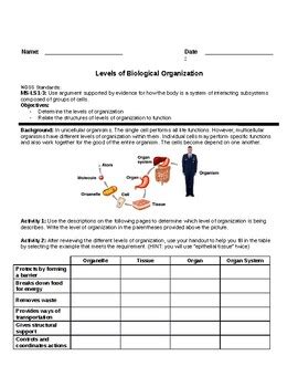 Ms Ls Levels Of Organization Activity Worksheet By Christina H ...