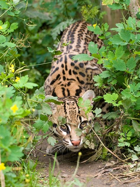 Are Ocelots Nice