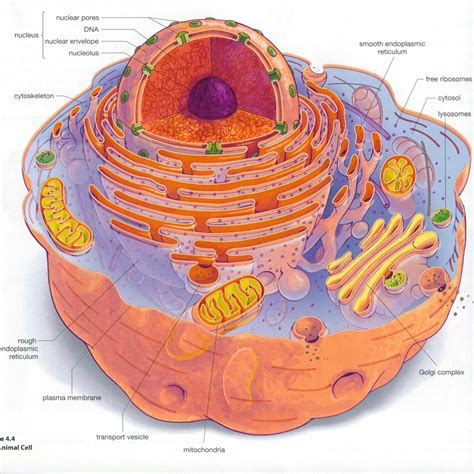 Eukaryotic Cell Definition Characteristics Structure And Examples - Riset