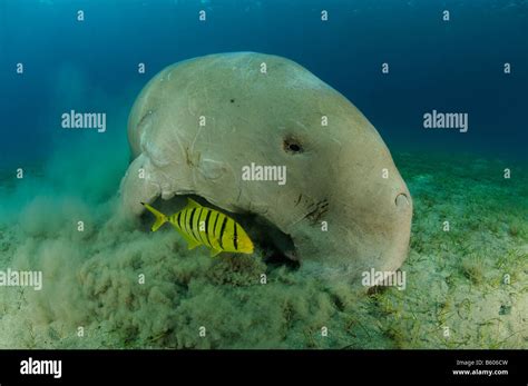 dugong dugon, Gnathanodon speciosus, Dugong with juvenile Golden ...