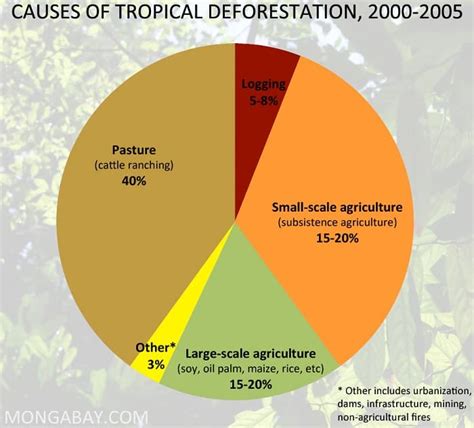 16 Deforestation Facts - Causes, Effects, Solutions | Facts.net