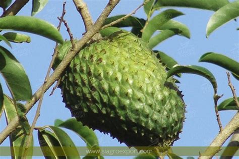 Graviola (Annona muricata) - Siagro Export | Superfoods | Productos ...