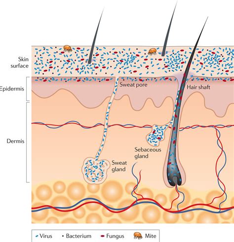 Normal Flora of the Skin-Skin Microbiome • Microbe Online