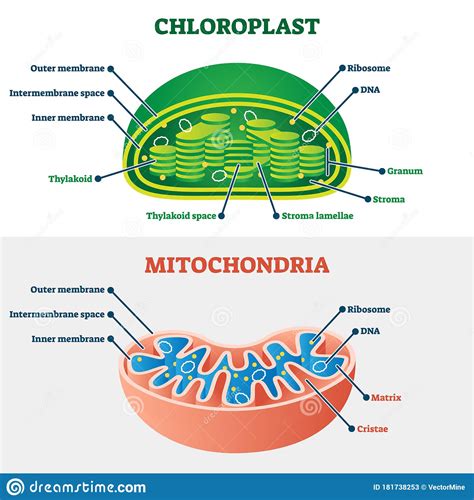 Chloroplast Vs Mitochondria Vector Illustration. Labeled Structure ...