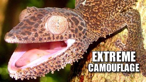 Frilled Leaf-tailed Gecko Facts: EXTREME Camouflage - YouTube