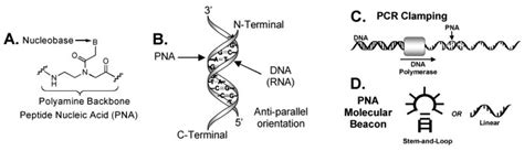 Advantages of peptide nucleic acids as diagnostic platforms for ...