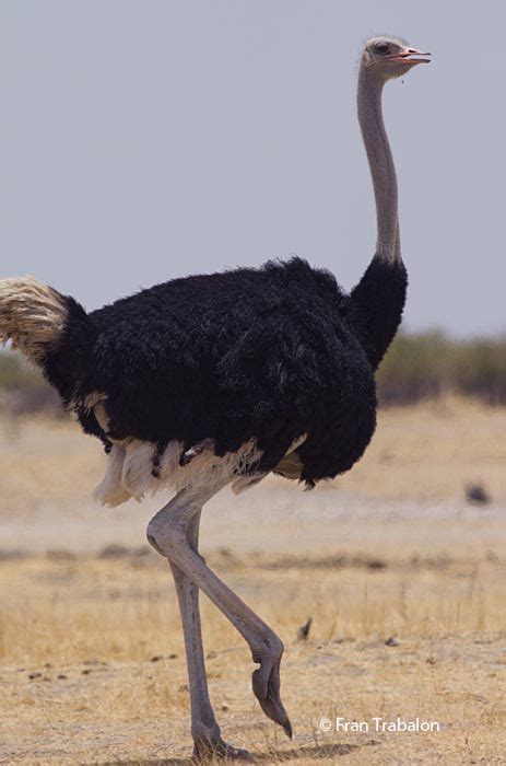 an ostrich is walking in the desert