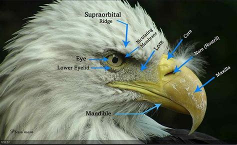 Bald Eagle Biology – American Eagle Foundation | Bald eagle, American ...