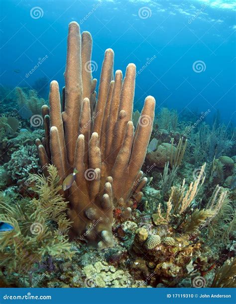 Coral reef pillar coral stock photo. Image of colorful - 17119310