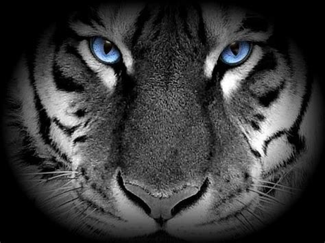 white-tiger-blue-eyes | White tiger, White tiger tattoo, Eyes wallpaper