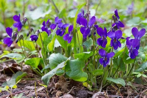 Viola Odorata, True Wild Form Seeds From Chiltern Seeds Chiltern Seeds ...