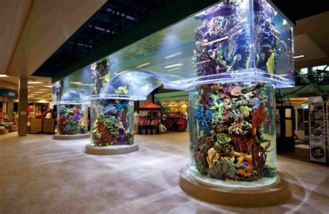 Scheels Sports Aquarium | Dive into Aquatic Adventures | ICM Corp