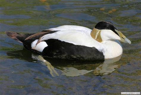 Identify types of Sea Ducks - Photos of Sea Ducks - Wildfowl Photography.