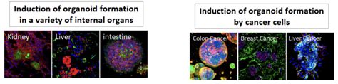 Novel Hydrogels from AMSBIO for Advanced 3D Cell Culture