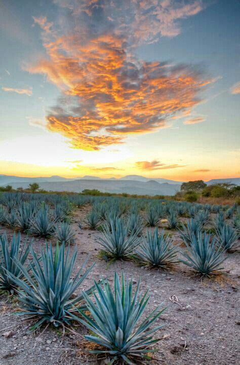 Agave Tequilero. En Jalisco Tequila, Agaves, Agave Field, Mexico ...