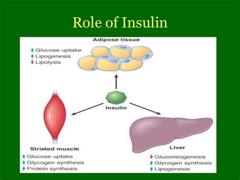 Insulin: Function, Types, Dosages & Reaction » How To Relief