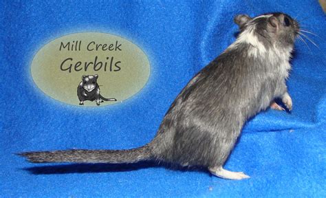 Female Gerbils - Mill Creek Gerbils