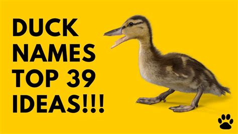 🦆 Duck Names - 39 CUTE & BEST Ideas | Names - YouTube