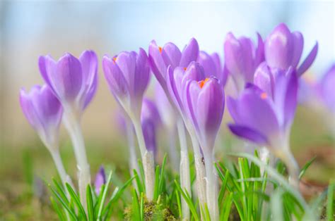 Crocus Flower Meaning - Flower Meaning