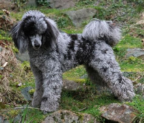 Black Merle Moyen or Klein Poodle | Standard poodle, Cute dogs, Dog breeds