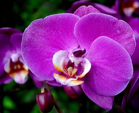 Gracias Para llevar Pascua de Resurrección orquidea morada significado ...