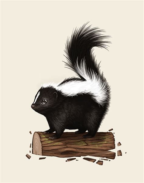 Striped Skunk | Skunk, Skunk drawing, Art