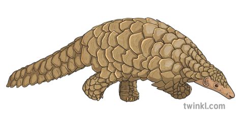 What is a Pangolin? – Pangolin Facts for Kids – Twinkl