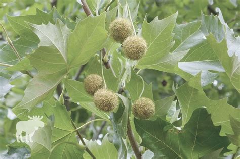 How To Identify A Sycamore Tree? — Forest Wildlife