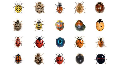 🐞 Learn 20 Types Of Ladybugs | LadyBug Types In English Language ...