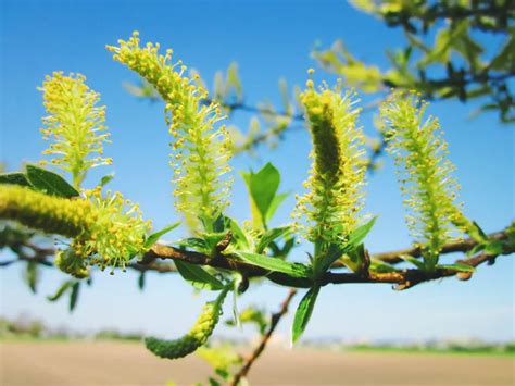 Surprising WHITE WILLOW BARK health and skin benefits – Wild for Nature