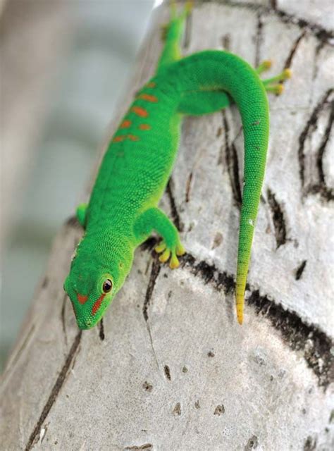 Gecko | Species, Diet, & Facts | Britannica