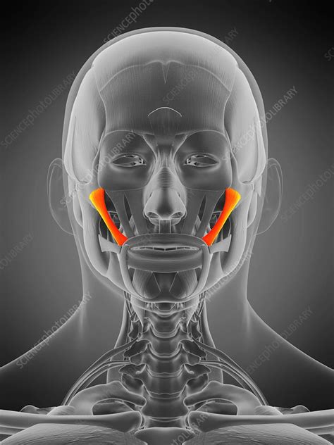 Zygomaticus major muscle, illustration - Stock Image - F029/5083 ...