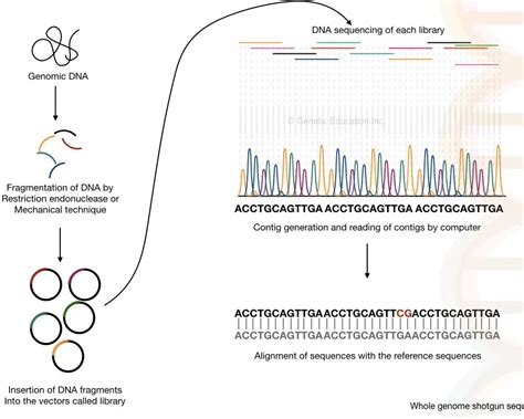 DNA Sequencing: History, Steps, Methods, Applications And Limitations