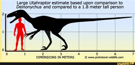 Large Utahraptor estimate based upon comparison to Deinonychus and ...