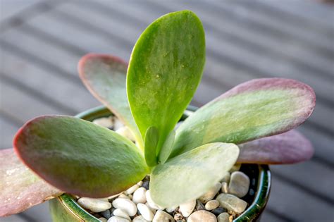 How to Grow and Care for a Flapjack Succulent