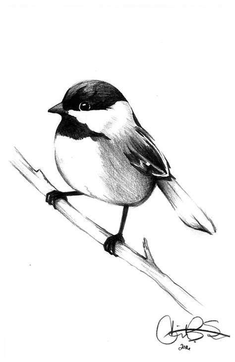 Chickadee Drawing by Corinne States