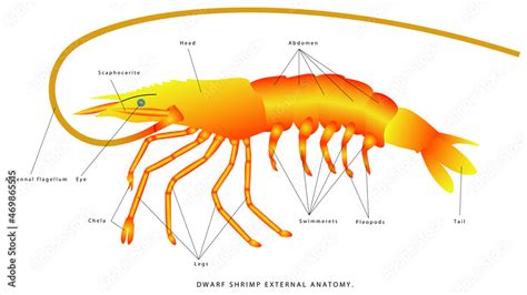 Shrimp anatomy. Dwarf Shrimp External Anatomy. Zoology. Animal ...