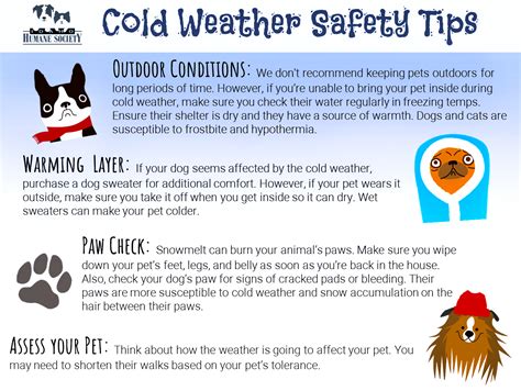 Cold weather safety tips for your pet - Idaho Humane Society