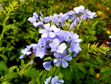 Plumbago auriculata - Alchetron, The Free Social Encyclopedia