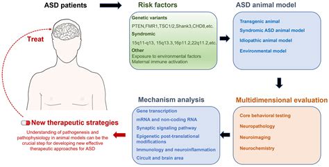 IJMS | Free Full-Text | Autism Spectrum Disorder: Neurodevelopmental ...