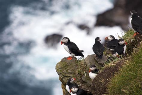 See Puffins in Ireland, Puffin Watching Ireland | Cliffs of Moher