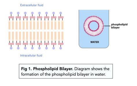 Phospholipid Bilayer (A-level Biology) - Study Mind