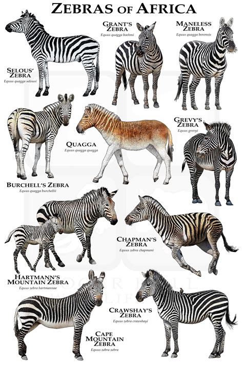 Zebras of Africa Poster / Field Guide - Etsy | Zebras animal, Zebras ...