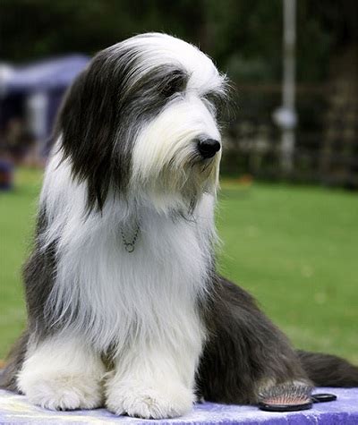 Polish Lowland Sheepdog Info, Temperament, Puppies, Pictures