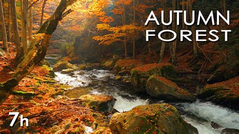 Free photo: Autumn River - Autumn, Stone, River - Free Download - Jooinn